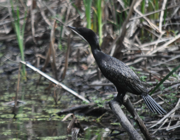 Cormoran noir