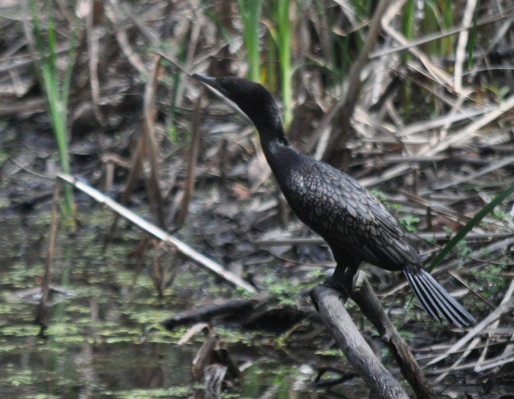 Little Black Cormorant