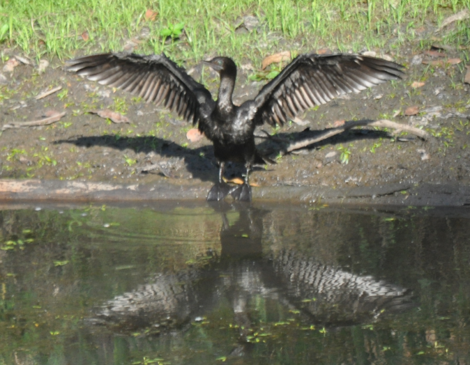 Cormoran noir