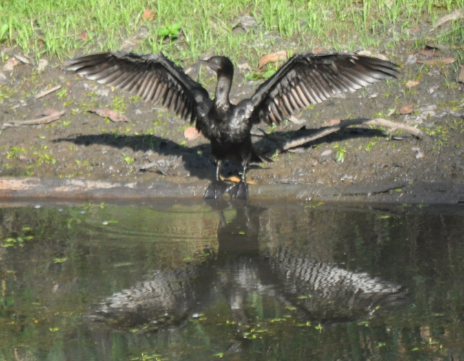 Little Black Cormorant