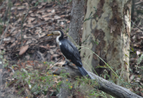 Cormoran pie