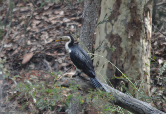 Little Pied Cormorant