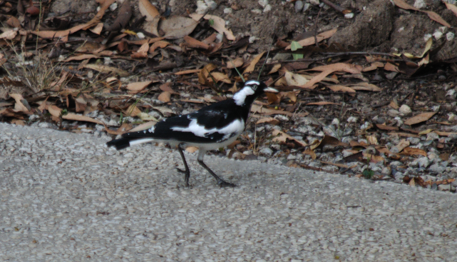 Grallina Australiana