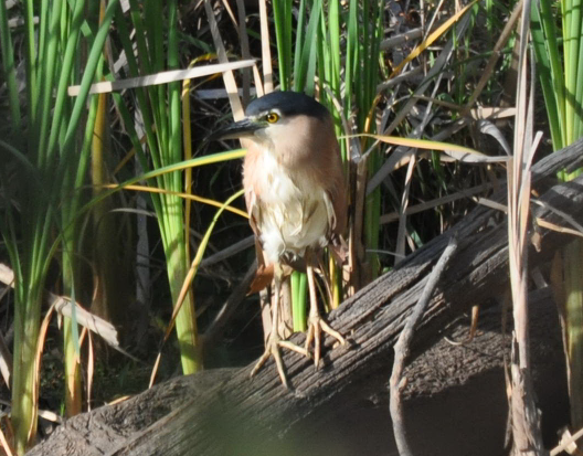 Rufous Night-Heron