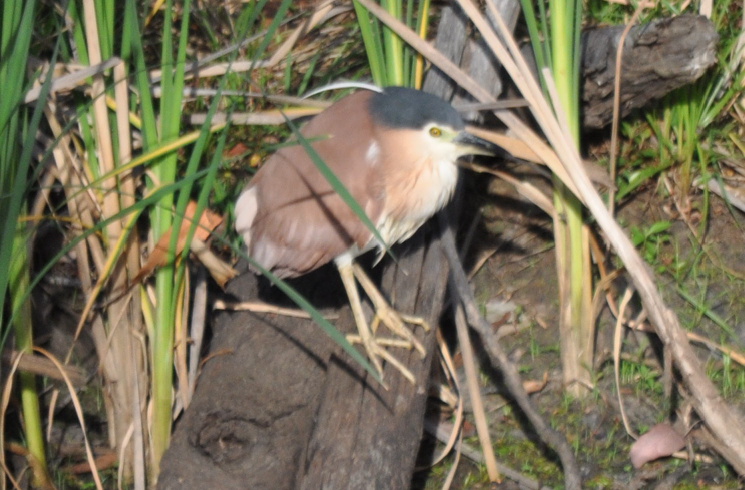 Rufous Night-Heron