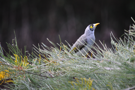 Noisy Miner