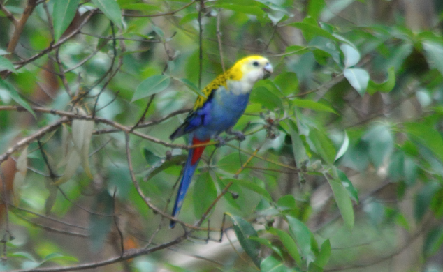 ホオアオサメクサインコ