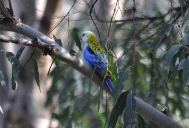 Pale-headed Rosella