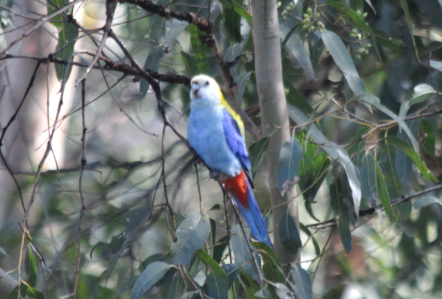 Pale-headed Rosella