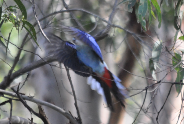 Pale-headed Rosella