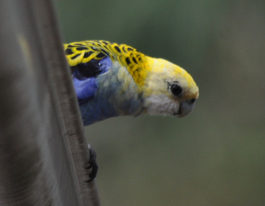 ホオアオサメクサインコ