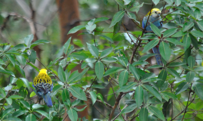 Rosella testachiara