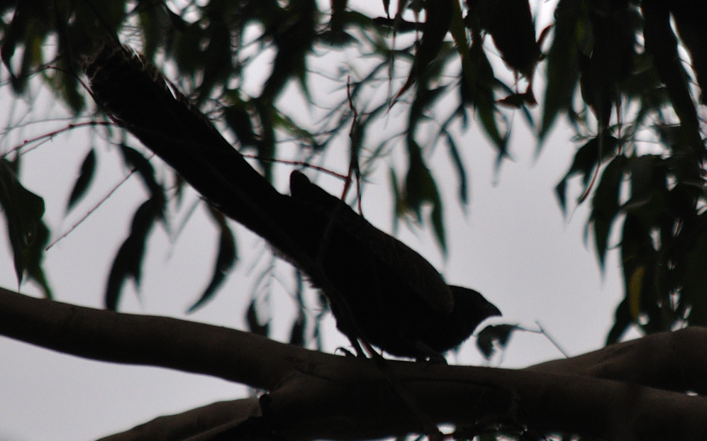 Pheasant Coucal