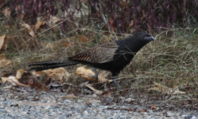 Coucal faisan