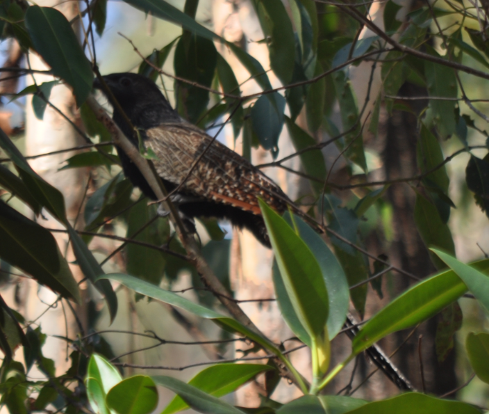 Pheasant Coucal