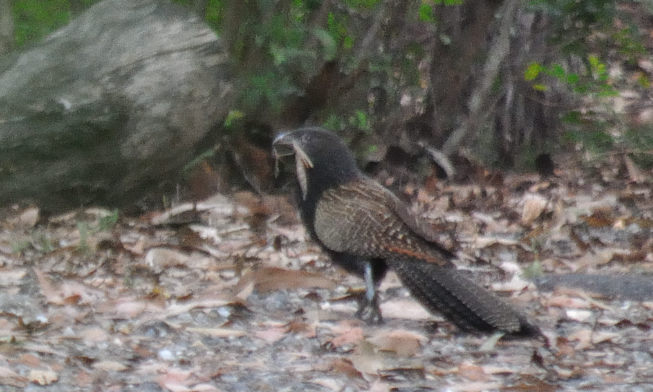 Coucal faisan
