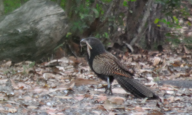 Pheasant Coucal