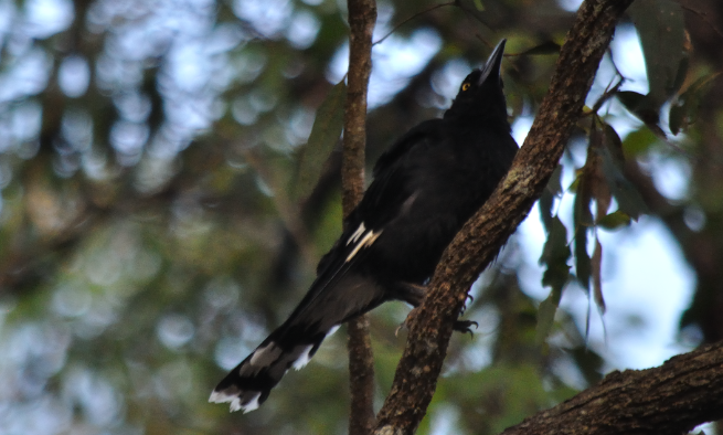 Pied Currawong