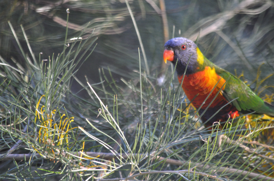 Rainbow Lorikeet