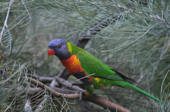 Lorichetto arcobaleno