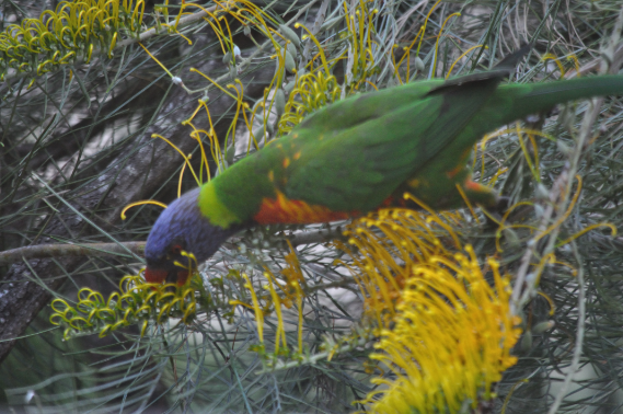 Lorichetto arcobaleno