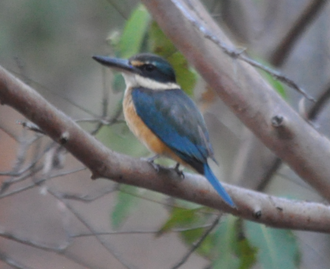 Sacred Kingfisher