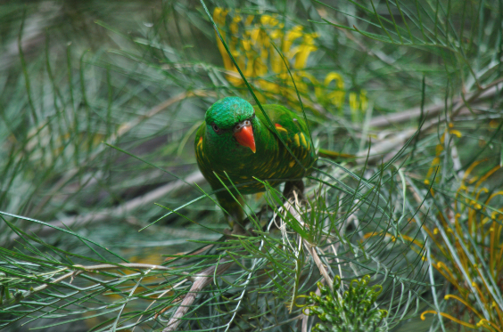 Scaly-breasted Lorikeet