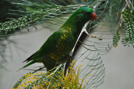 Lóris-verde-de-peito-escamosos