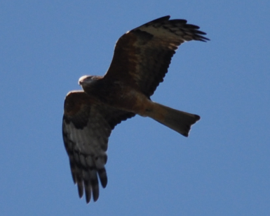 Square-tailed Kite