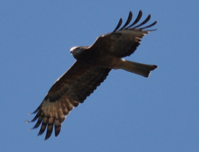 Milhafre-de-rabo-quadrado