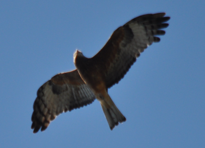 Square-tailed Kite