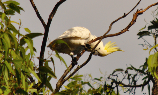 Sulphur-crested Cockatoo