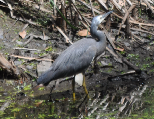 White-faced Heron