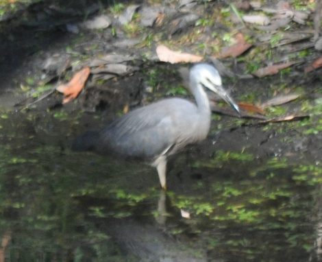 White-faced Heron