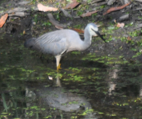 Aigrette à face blanche