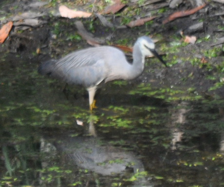 White-faced Heron