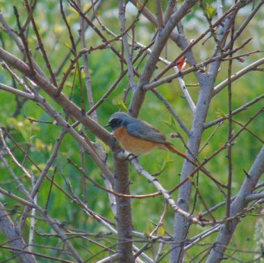 Common Redstart