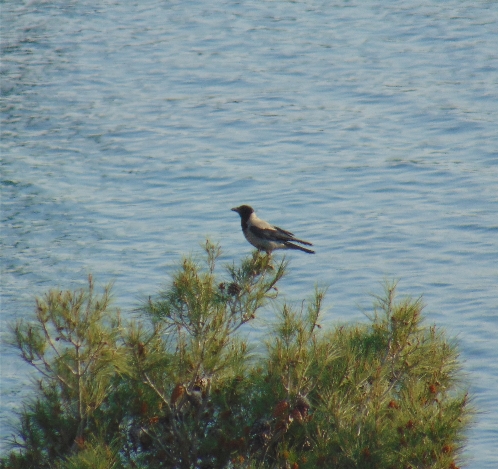 Hooded Crow