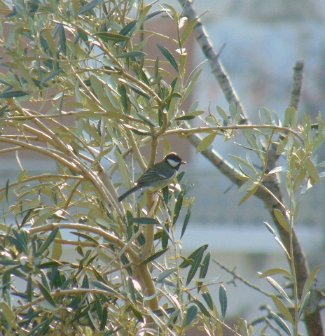 Mésange charbonnière