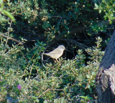 Curruca Carrasqueña