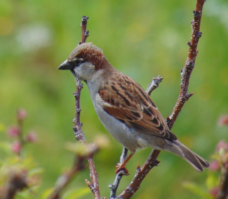 House Sparrow