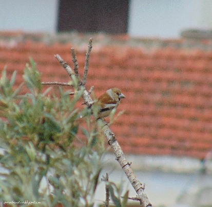 Hawfinch