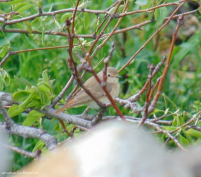 Common Redstart