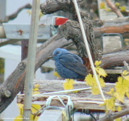 Blue Rock-Thrush