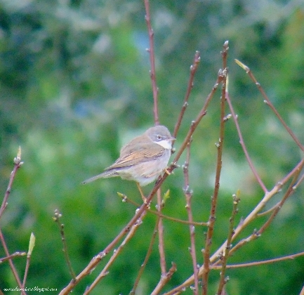 Greater Whitethroat