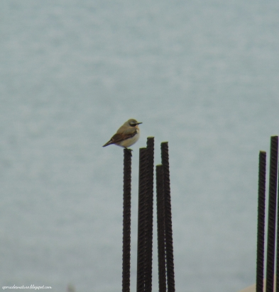 Northern Wheatear