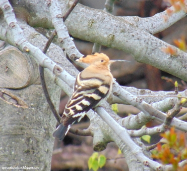 Eurasian Hoopoe