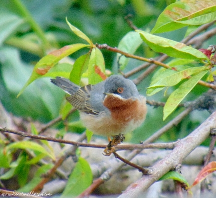 Subalpine Warbler