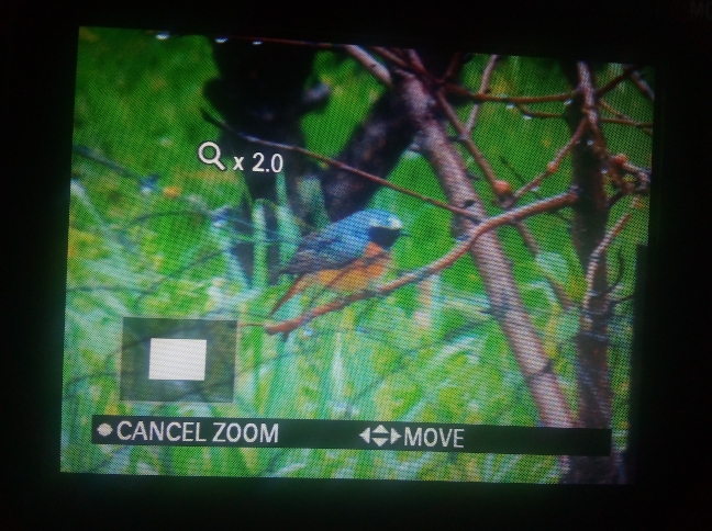 Common Redstart