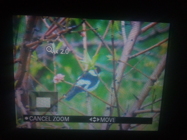 Collared Flycatcher